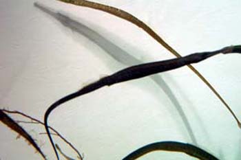 monty